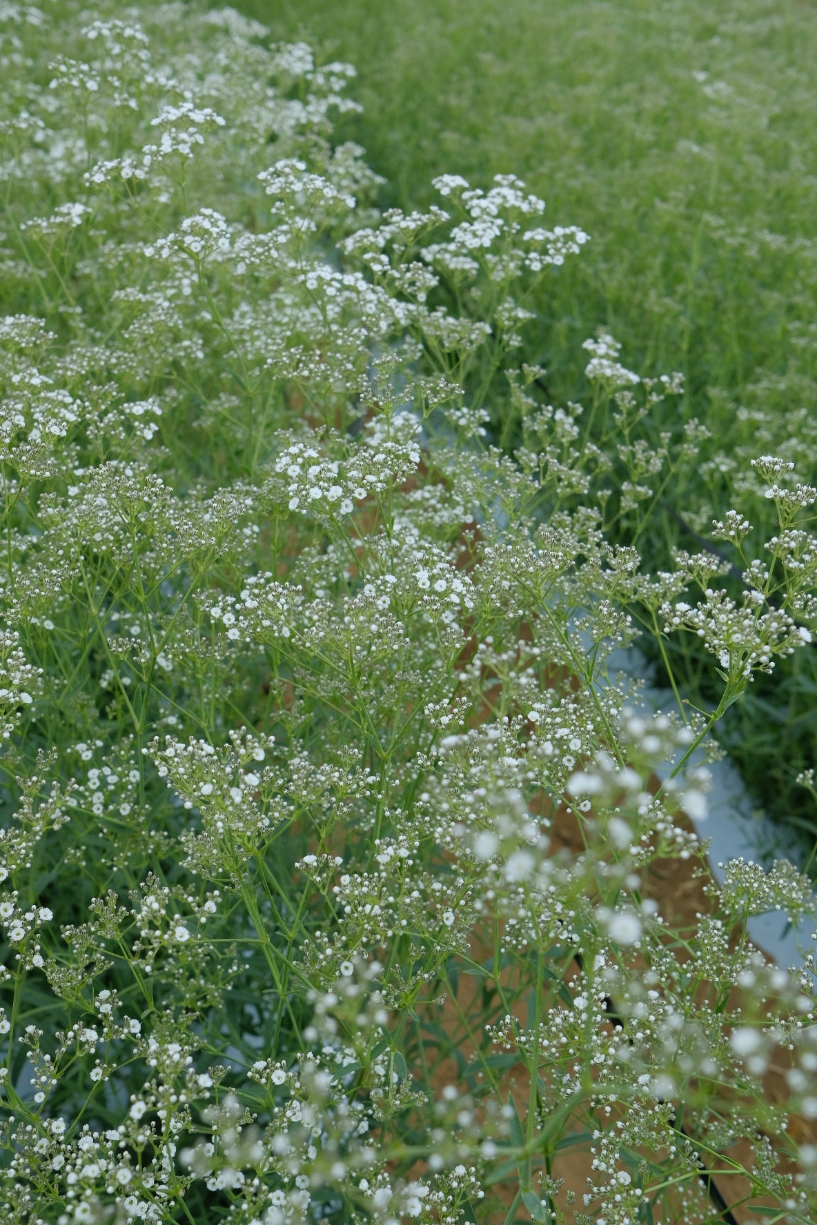小輪タイプのかわいいかすみ草