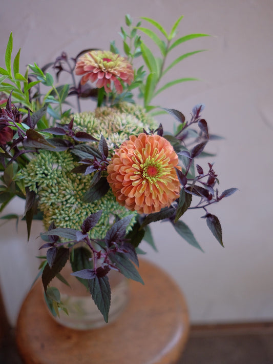 hinataba便スタンダード【定期でお届け】