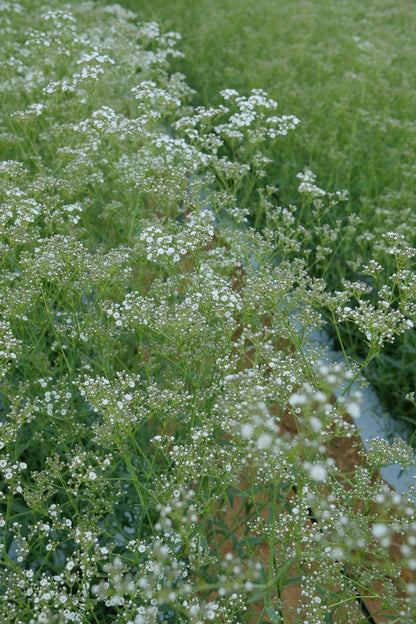 小輪タイプのかわいいかすみ草
