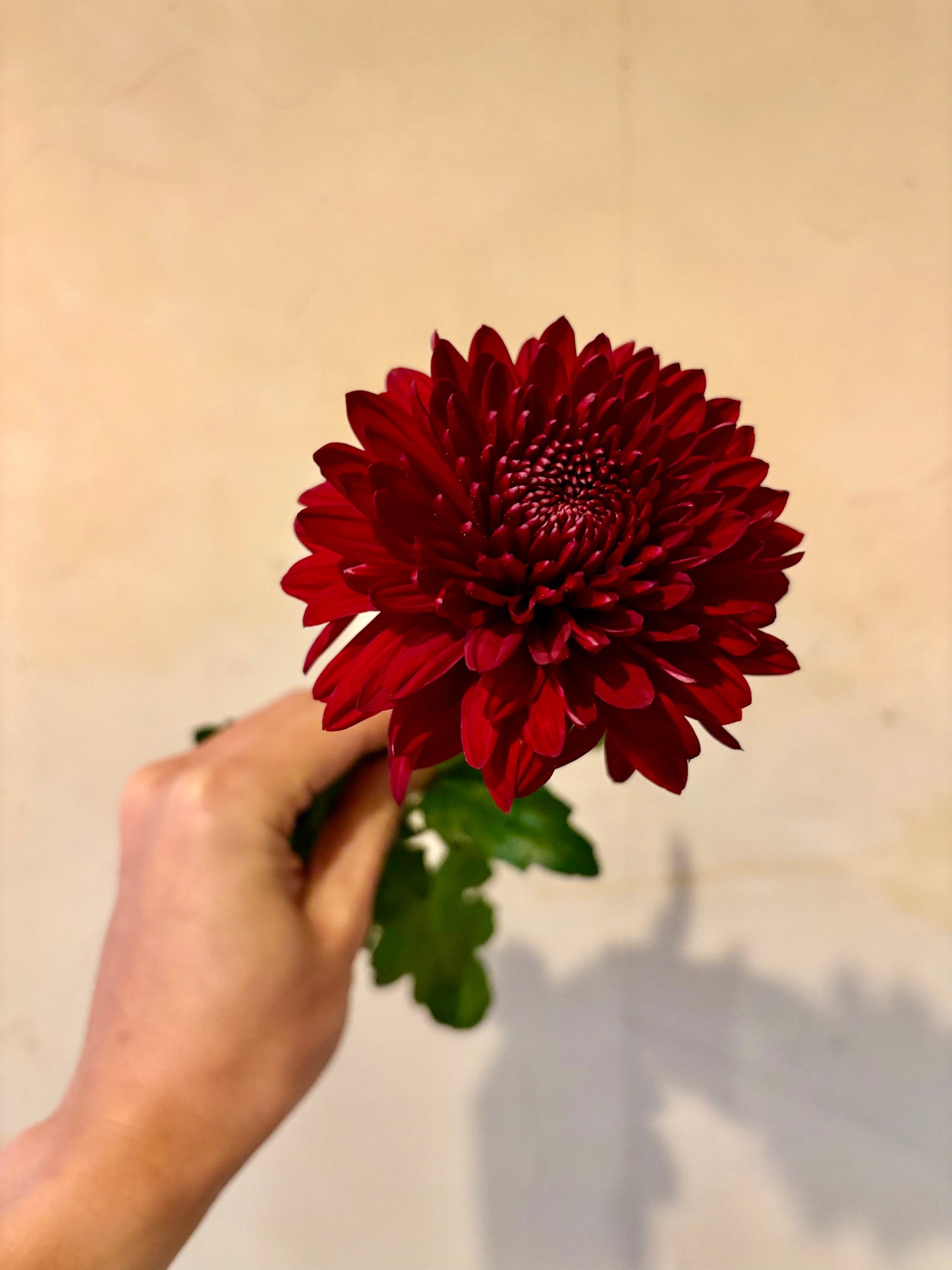 畑から届く、秋のマム