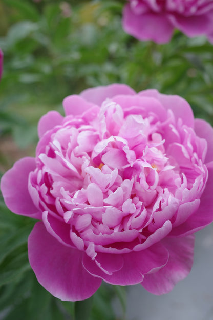 MOTHERS DAY BOUQUET